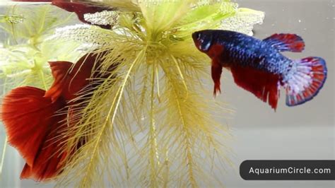 where are betta fish found|Betta Fish Natural Habitat (Water, Food, Behavior).